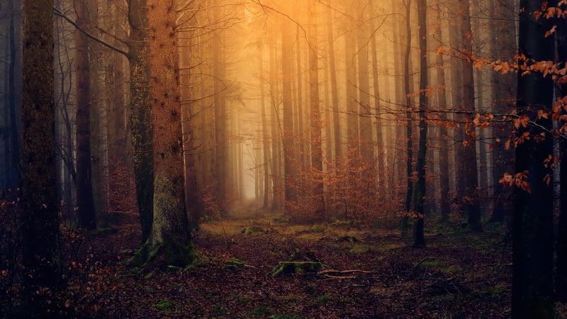 Lost in Enchanting Landscapes