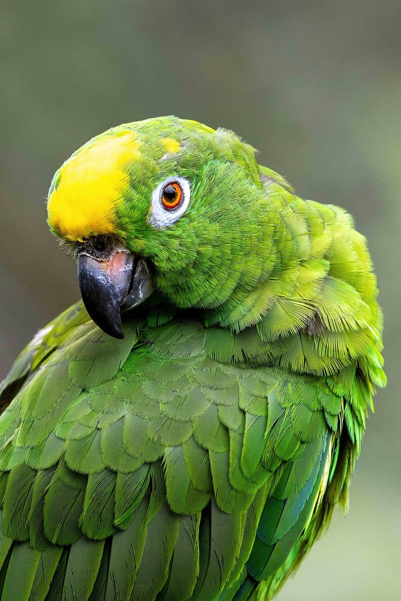 Amazon Rainforest Survival Adventure